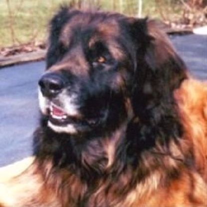 Picture of Leonberger Polyneuropathy Type 1 (LPN1)
