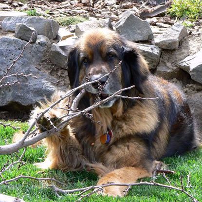 Picture of Leonberger 3 Test Combo