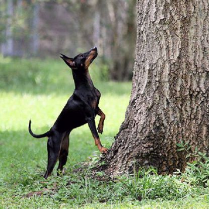 Picture of Toy Manchester Terrier 2 Test Combo