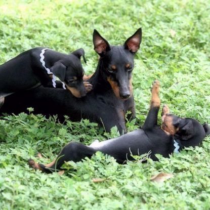 Picture of Toy Manchester Terrier 3 Test Combo
