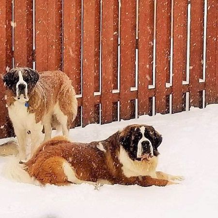 Picture for category Saint Bernard Genetic Testing