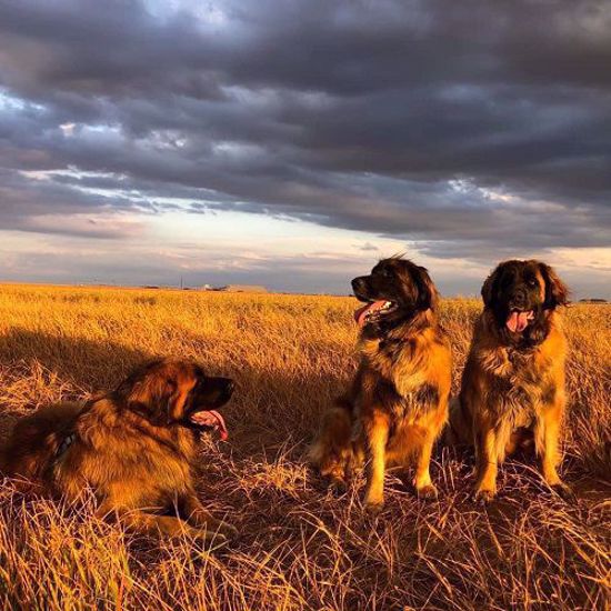 Picture of Leonberger 4 Test Combo