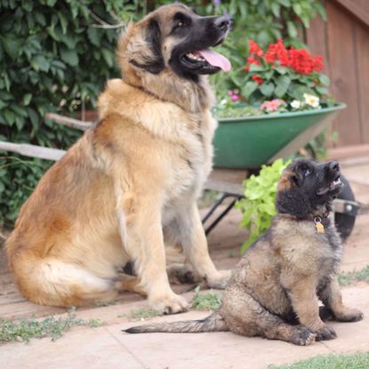 Picture of Leonberger 2 Test Combo
