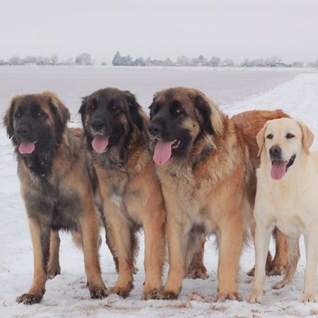 Picture for category Leonberger Genetic Testing 2